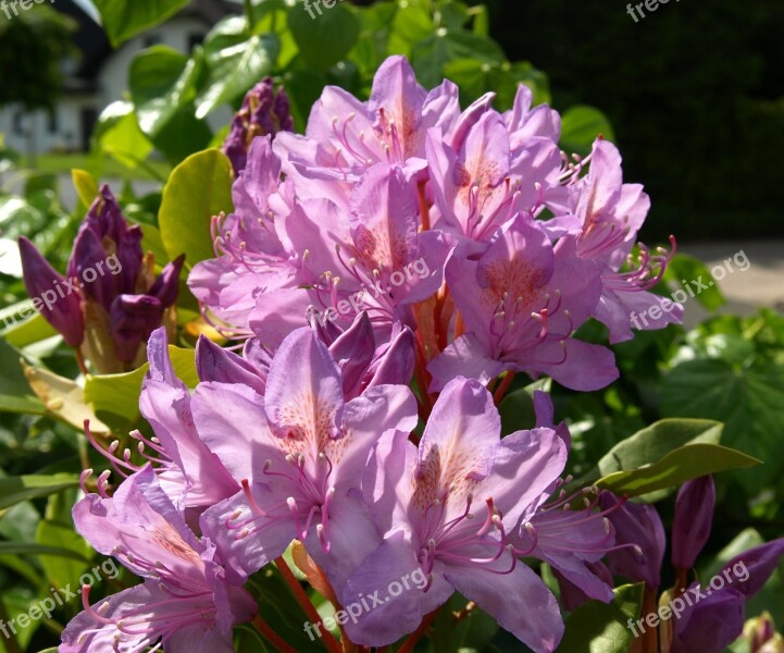 Rhododendron Blossom Bloom Tender Violet