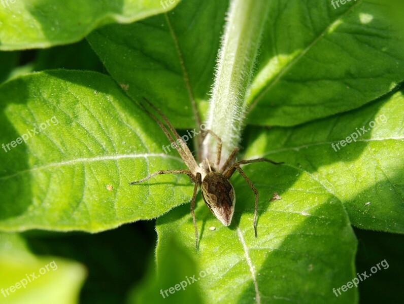 Spider Rear View Pattern Close Up Insect