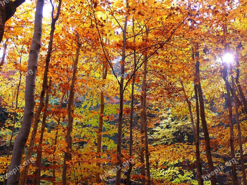 Autumn Forest Autumn Forest Trees Leaves