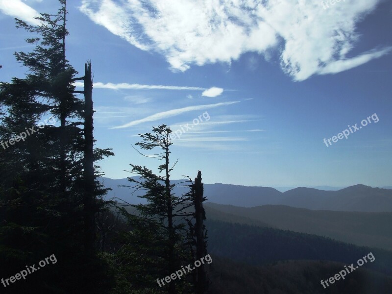 Forest Nature Autumn Nightfall Pine