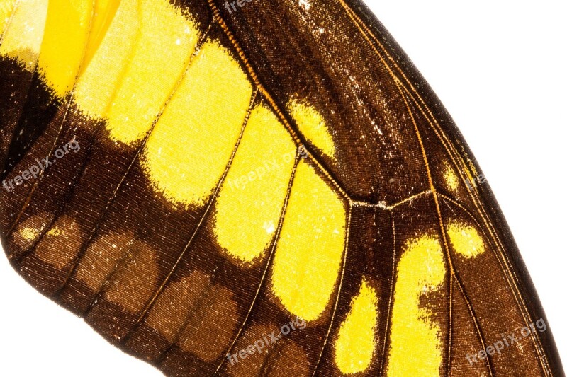 Butterfly Exotic South America Amazon Iridescent