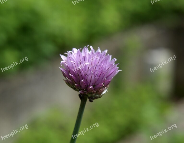 Chives Blossom Chives Spice Blossom Bloom