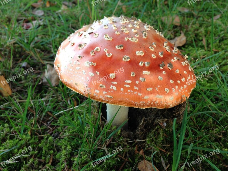 Fly Agaric Poison Toxic Unfit For Human Consumption Dangerous