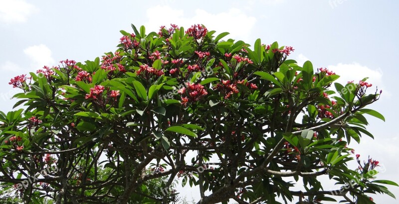 Plumeria Rubra Frangipani Red Frangipani Temple Tree Plumeria