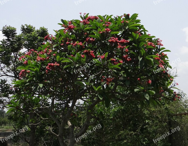 Plumeria Rubra Frangipani Red Frangipani Temple Tree Plumeria