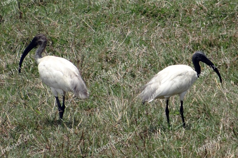 Black-headed Ibis Oriental White Ibis Threskiornis Melanocephalus Wader Bird