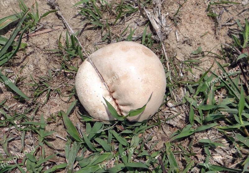 Puffball Mushroom Mushroom Fungus Wild Karnataka