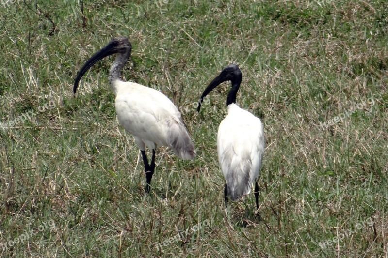 Black-headed Ibis Oriental White Ibis Threskiornis Melanocephalus Wader Bird