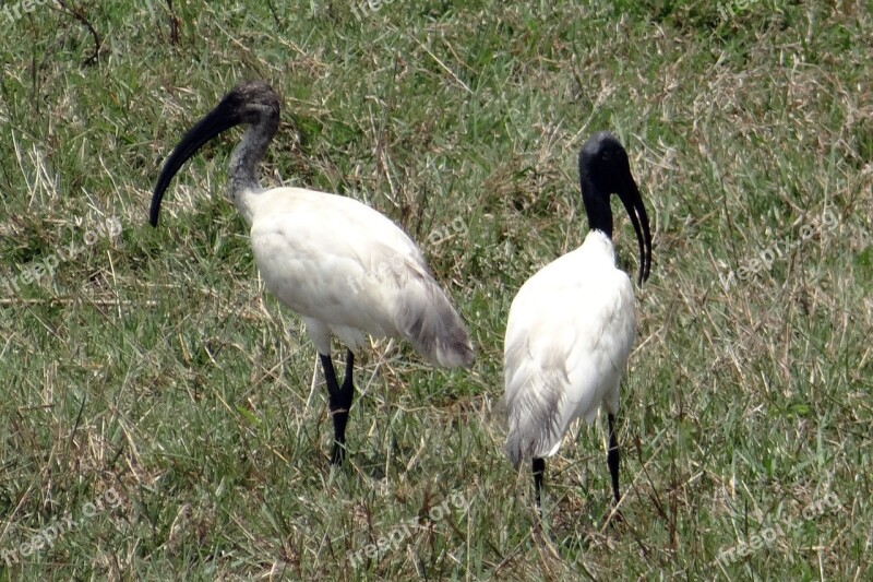 Black-headed Ibis Oriental White Ibis Threskiornis Melanocephalus Wader Bird