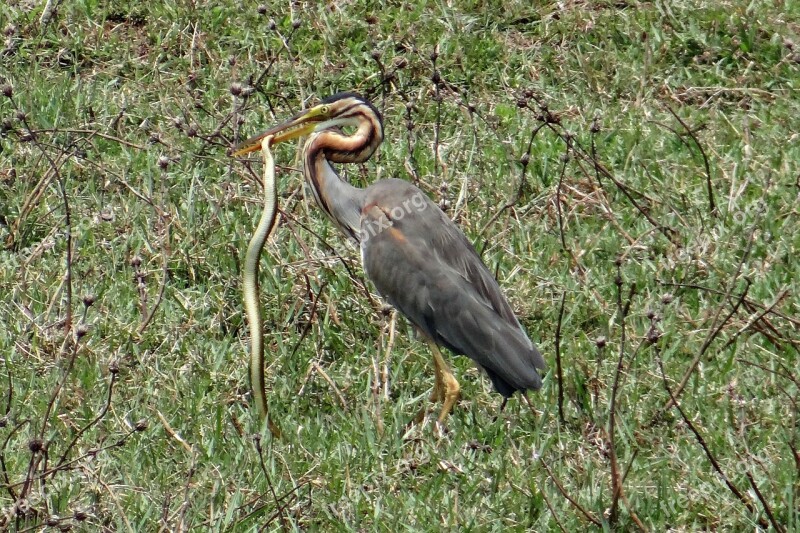 Purple Heron Ardea Purpurea Wader Heron Bird