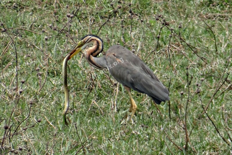 Purple Heron Ardea Purpurea Wader Heron Bird