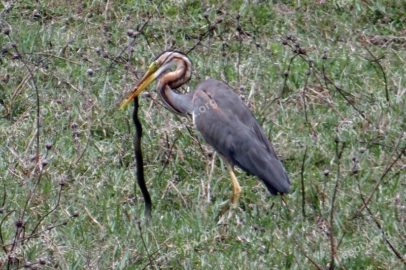 Purple Heron Ardea Purpurea Wader Heron Bird