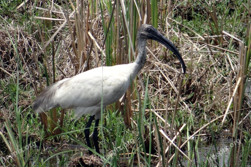 Black-headed Ibis Oriental White Ibis Threskiornis Melanocephalus Wader Bird