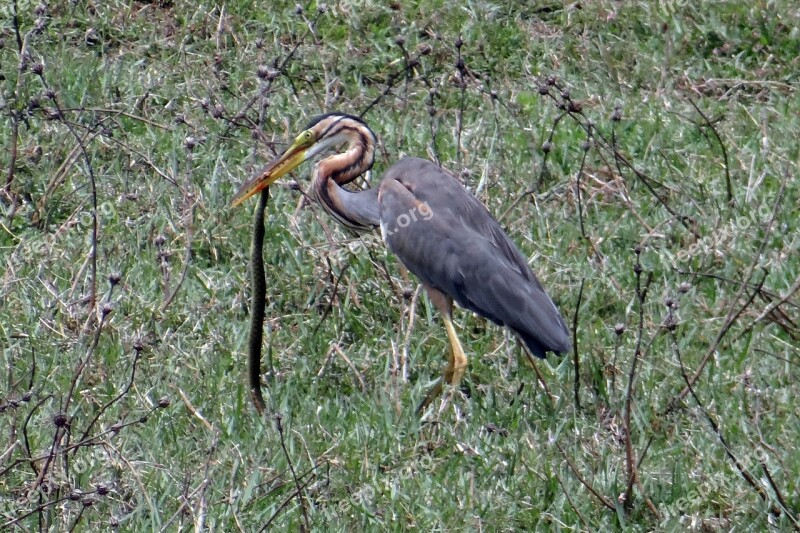 Purple Heron Ardea Purpurea Wader Heron Bird