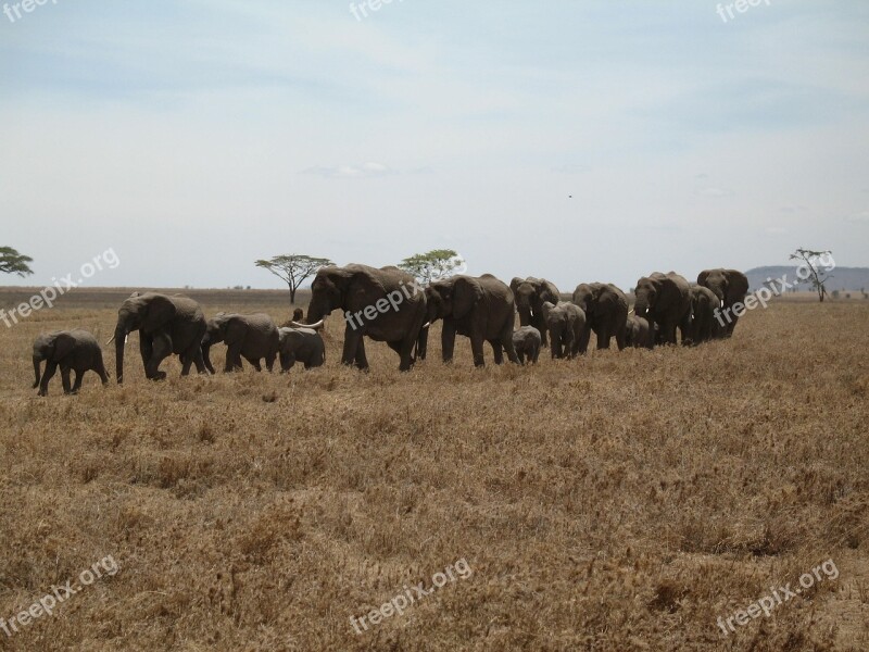 Elephants Tanzania Line Row Large