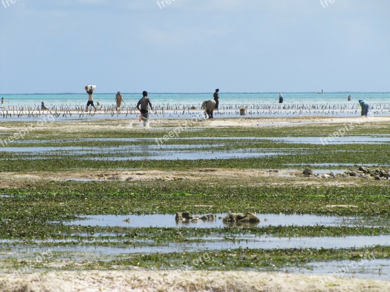 Zanzibar Coast Child Running Lines Grass Picking