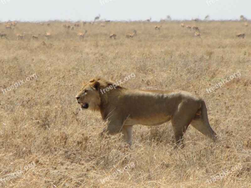 Lion Runs Animals Background Hunting