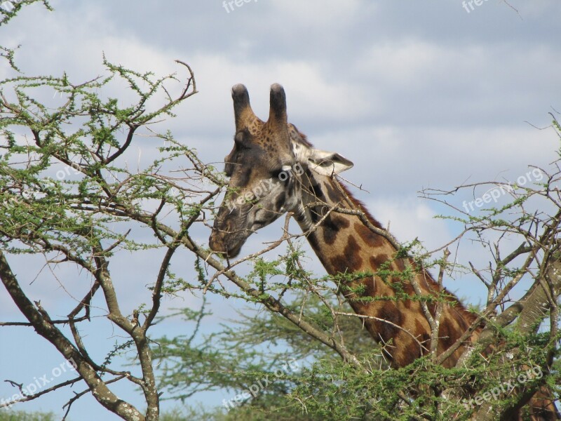 Giraffe Head Tree Food Tanzania