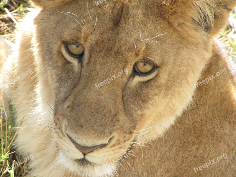 Lion Close Up Tanzania Free Photos