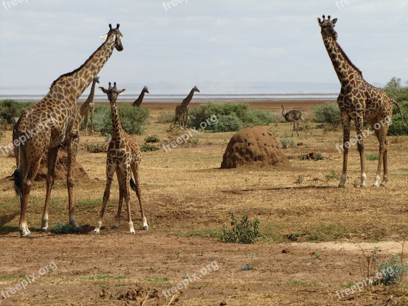 Giraffes Baby Tanzania Free Photos