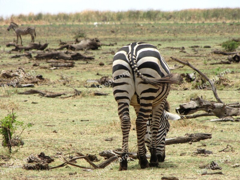 Zebra Ass Back Tanzania Free Photos