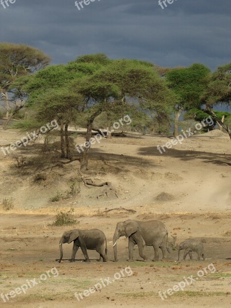 Elephants Tanzania Nature Dark Air Mama