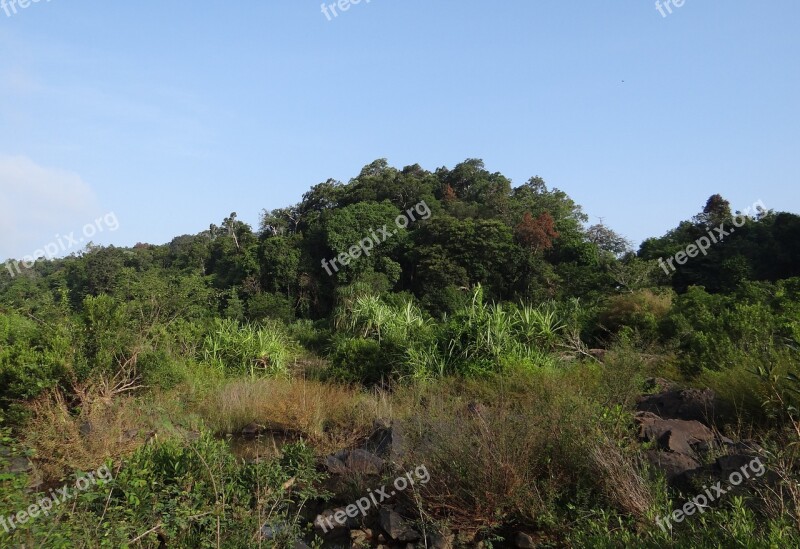 Vegetation River Bed Sharavati River Jog Falls