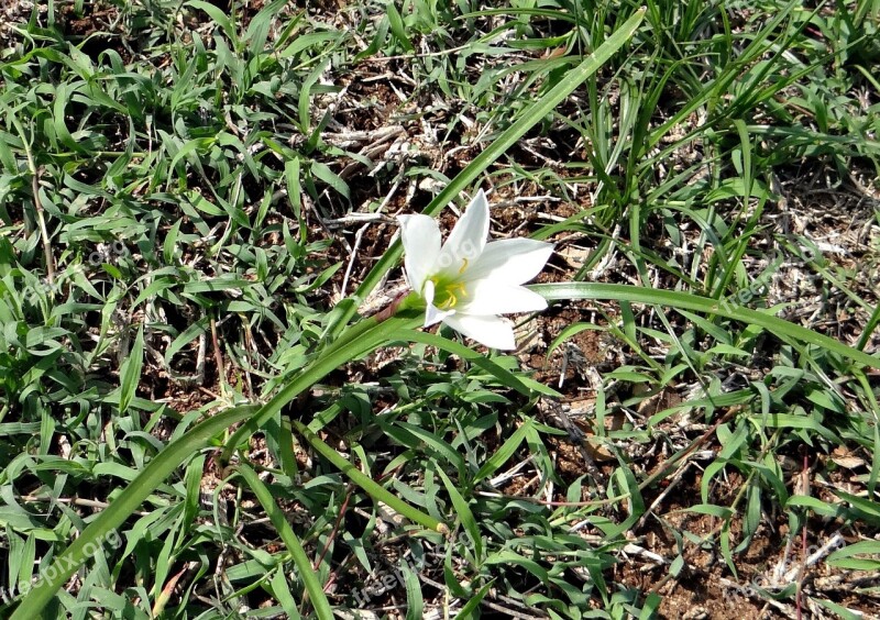 Fairy Lily Zephyr Lily Rain Lily Zephyranthes Candida Amaryllidaceae