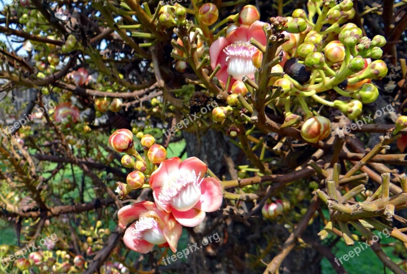 Flower Buds Couroupita Guianensis Cannonball Tree Nagkeshar