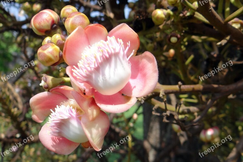 Flower Buds Couroupita Guianensis Cannonball Tree Nagkeshar