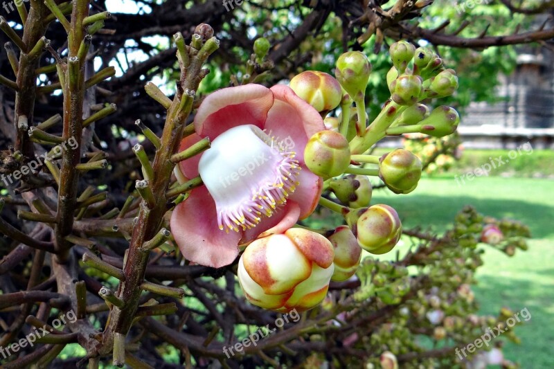 Flower Buds Couroupita Guianensis Cannonball Tree Nagkeshar