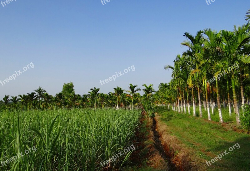 Plantation Areca Nut Areca Palm Areca Catechu Betelnut