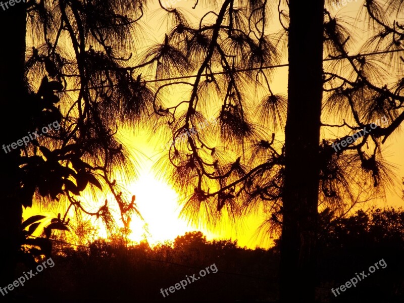 Sunset Sun Trees Pine Trees Pine Branch