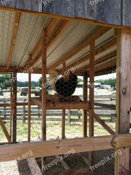 Rooster Chicken Cage Farm Barn