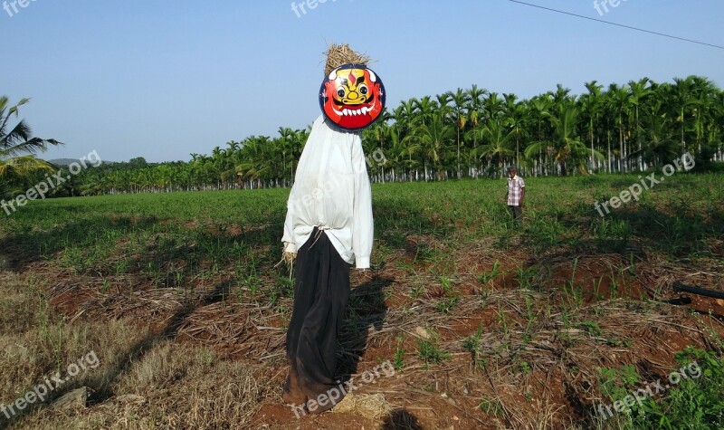 Scarecrow Plantation Areca Nut Areca Palm Areca Catechu