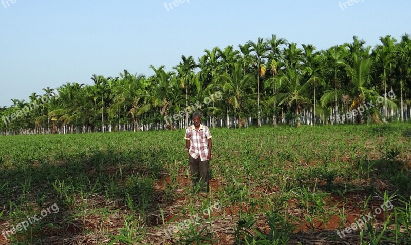 Plantation Guard Areca Nut Areca Palm Areca Catechu