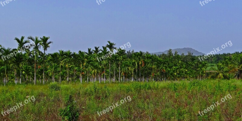 Plantation Areca Nut Areca Palm Areca Catechu Betelnut