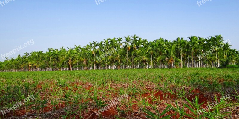 Plantation Areca Nut Areca Palm Areca Catechu Betelnut