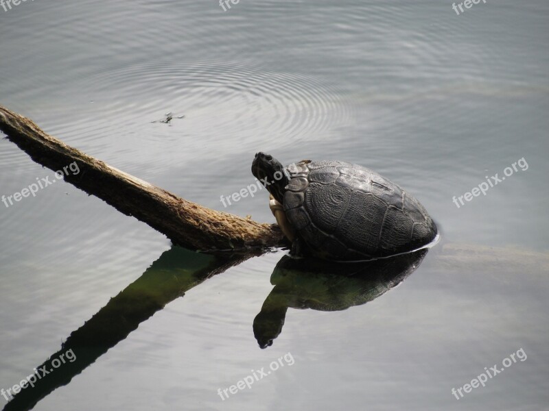 Turtle Animal Animals Panzer Lake