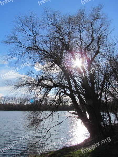 Lake Nature Tree Backlighting Clouds