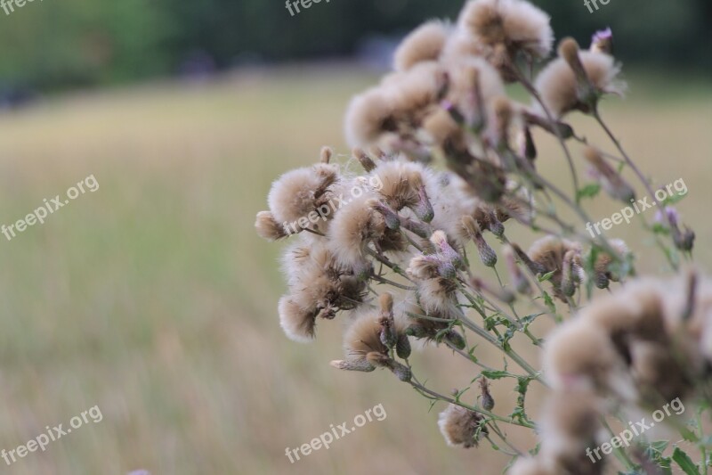 Thistle Flower Autumn Herbst Nature