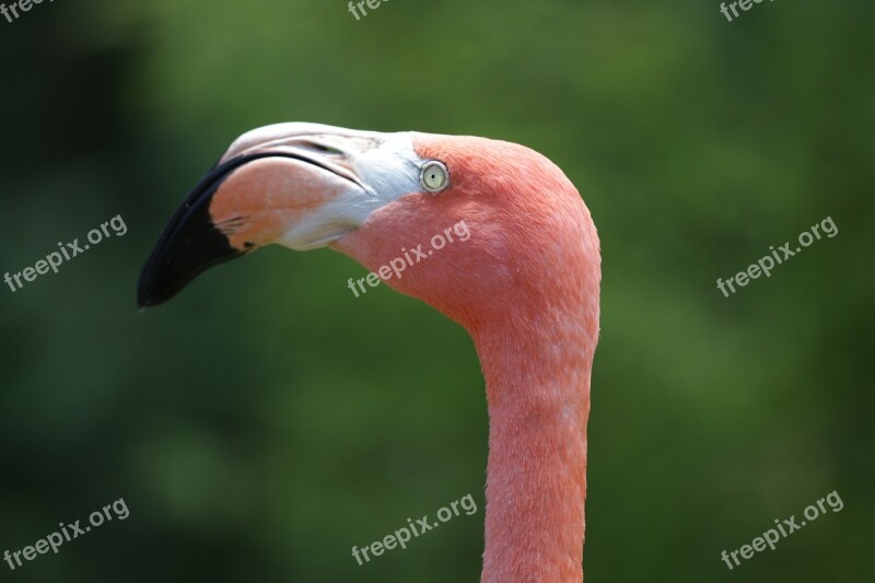 Flamingo Tropical Color Pink Bird