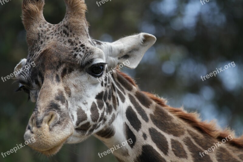 Giraffe Close-up Animal Big Wildlife