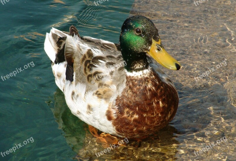 Duck Animal Bird Water Wild Bird