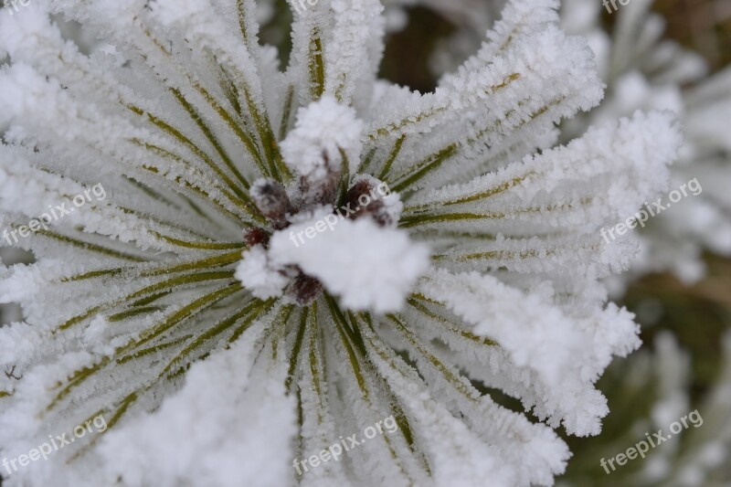 Plant Fog Hoarfrost Autumn Cold