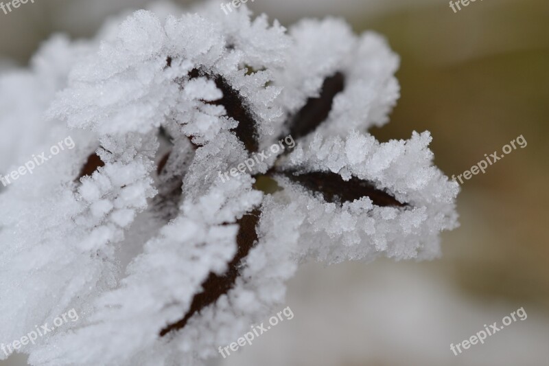 Plant Fog Hoarfrost Autumn Cold