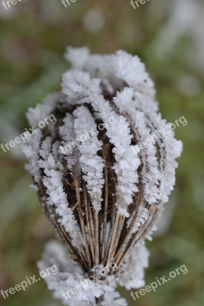 Plant Fog Hoarfrost Autumn Cold