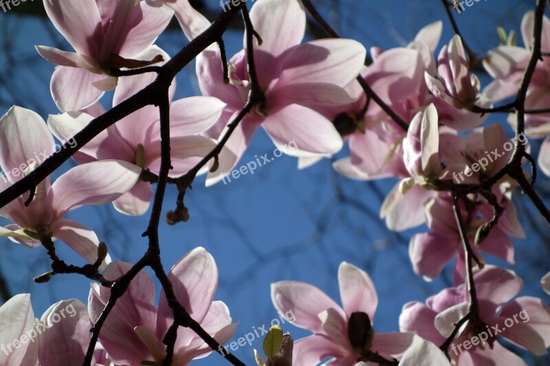 Blossom Bloom Plant Magnolia Flower