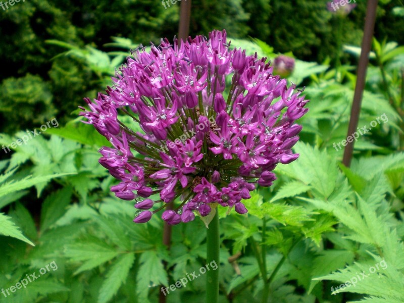 Allium Sphaerocephalon Leek Flower Ball Leek Ornamental Plant