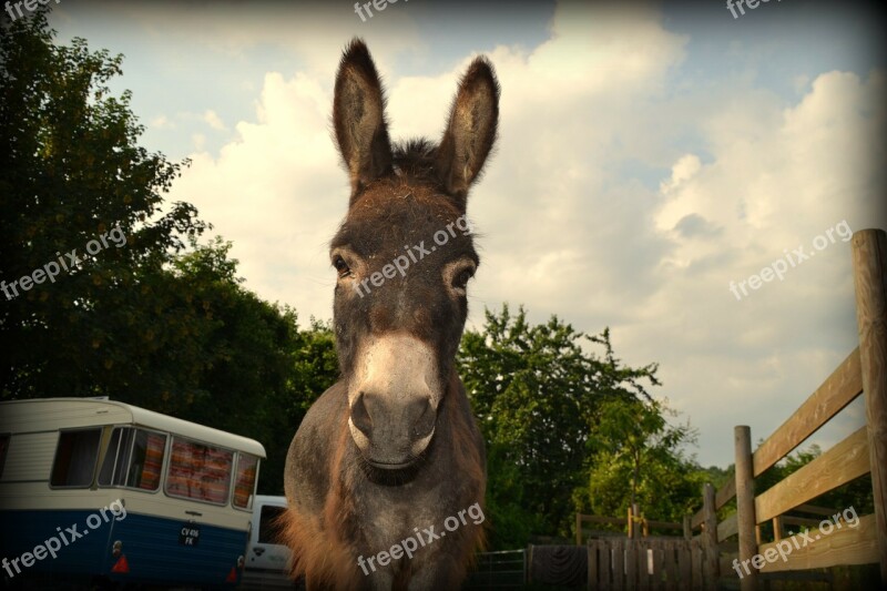 Donkey Caravan Amorette 1966 Free Photos